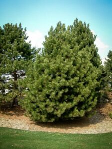 Сосна Чёрная (Pinus Nigra) купить по цене от 270.00р. в интернет-магазине «Посадика» с доставкой почтой в в Сорочинске и по всей России – [изображение №1].