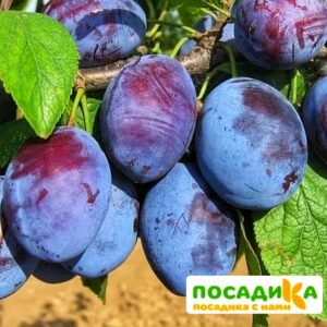 Слива Чачакская ранняя купить по цене от 229.00р. в интернет-магазине «Посадика» с доставкой почтой в в Сорочинске и по всей России – [изображение №1].