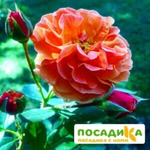 Роза Арабия купить по цене от 350.00р. в интернет-магазине «Посадика» с доставкой почтой в в Сорочинске и по всей России – [изображение №1].