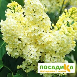 Сирень Примроуз (Primrose) купить по цене от 529.00р. в интернет-магазине «Посадика» с доставкой почтой в в Сорочинске и по всей России – [изображение №1].