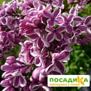 Сирень Сенсация купить по цене от 529.00р. в интернет-магазине «Посадика» с доставкой почтой в в Сорочинске и по всей России – [изображение №1].