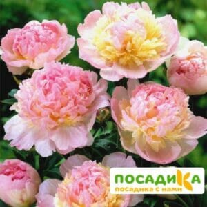 Пион Распберри Сандей (Paeonia Raspberry Sundae) купить по цене от 959р. в интернет-магазине «Посадика» с доставкой почтой в в Сорочинске и по всей России – [изображение №1].