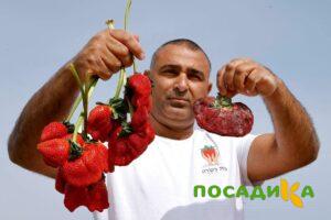 Клубника Гигант Джорнея купить по цене от 266р. в интернет-магазине «Посадика» с доставкой почтой в в Сорочинске и по всей России – [изображение №1].