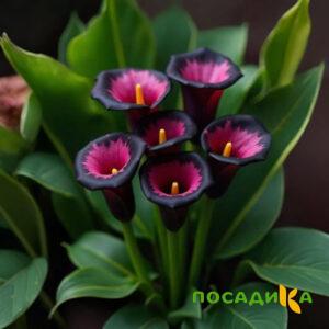 Калла Аура Лейс купить по цене от 400р. в интернет-магазине «Посадика» с доставкой почтой в в Сорочинске и по всей России – [изображение №1].