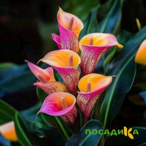 Калла Оникс купить по цене от 450р. в интернет-магазине «Посадика» с доставкой почтой в в Сорочинске и по всей России – [изображение №1].