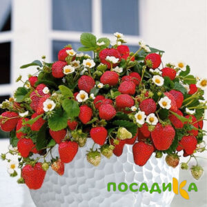 Клубника Рубиновый Шепот (горшечная) купить по цене от 240р. в интернет-магазине «Посадика» с доставкой почтой в в Сорочинске и по всей России – [изображение №1].