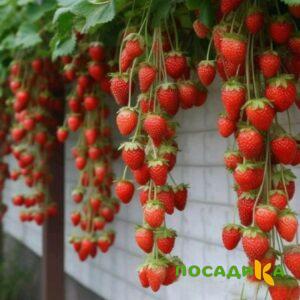 Клубника вьющаяся Комплимент купить по цене от 470р. в интернет-магазине «Посадика» с доставкой почтой в в Сорочинске и по всей России – [изображение №1].