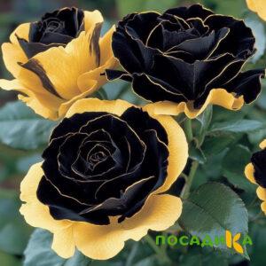 Роза Ханни Сикл купить по цене от 700р. в интернет-магазине «Посадика» с доставкой почтой в в Сорочинске и по всей России – [изображение №1].