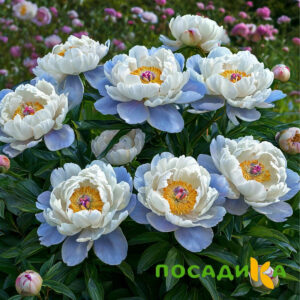 Пион акварельный Этюд купить по цене от 806р. в интернет-магазине «Посадика» с доставкой почтой в в Сорочинске и по всей России – [изображение №1].
