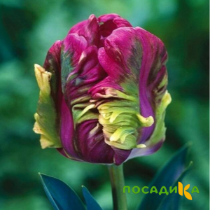 Тюльпан Экзотик Хэвен купить по цене от 186р. в интернет-магазине «Посадика» с доставкой почтой в в Сорочинске и по всей России – [изображение №1].